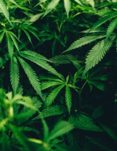 marijuana backgrd